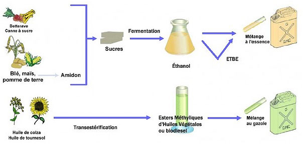 bioethanol colza